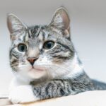 cat, european shorthair, pet-6838844.jpg