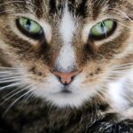 cat eyes, european shorthair, cat-6838073.jpg