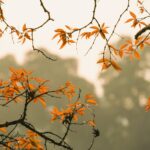 forest, foliage, autumn-6631518.jpg