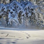 nature, winter, season-6842159.jpg