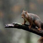 red squirrel, squirrel, animal-6867105.jpg